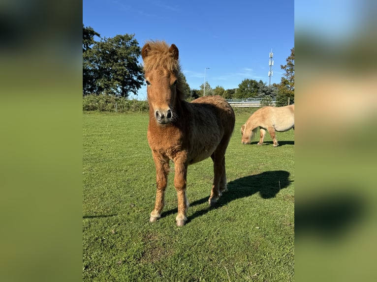 Poneys Shetland Croisé Étalon Poulain (04/2024) 85 cm Alezan in De Lier