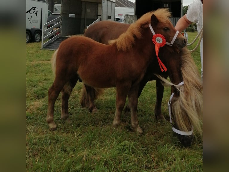 Poneys Shetland Étalon Poulain (05/2024) 90 cm Alezan in Zeddam