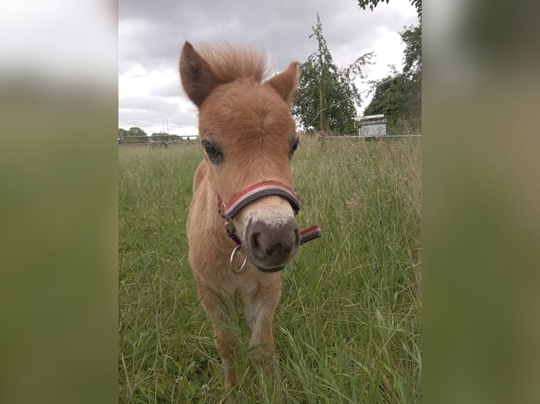 Poneys Shetland Étalon Poulain (05/2024) 90 cm Alezan in Zeddam