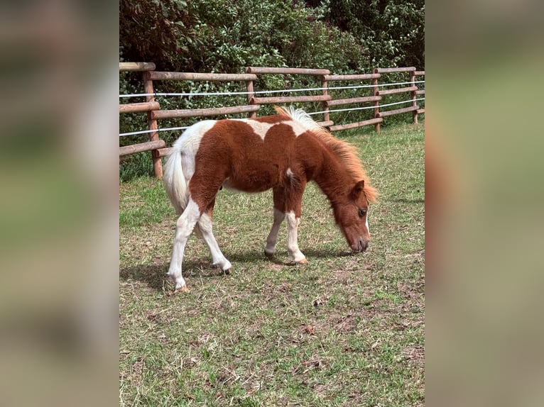 Poneys Shetland Étalon Poulain (05/2026) 90 cm Pinto in Borgentreich