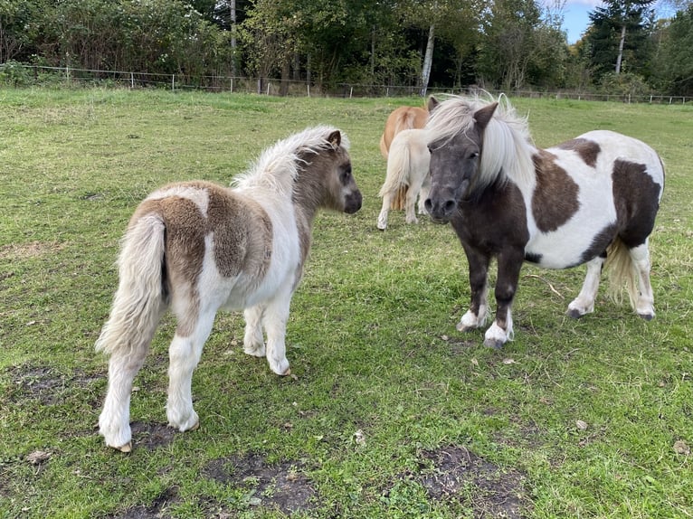 Poneys Shetland Étalon Poulain (06/2024) 95 cm Pinto in Varel