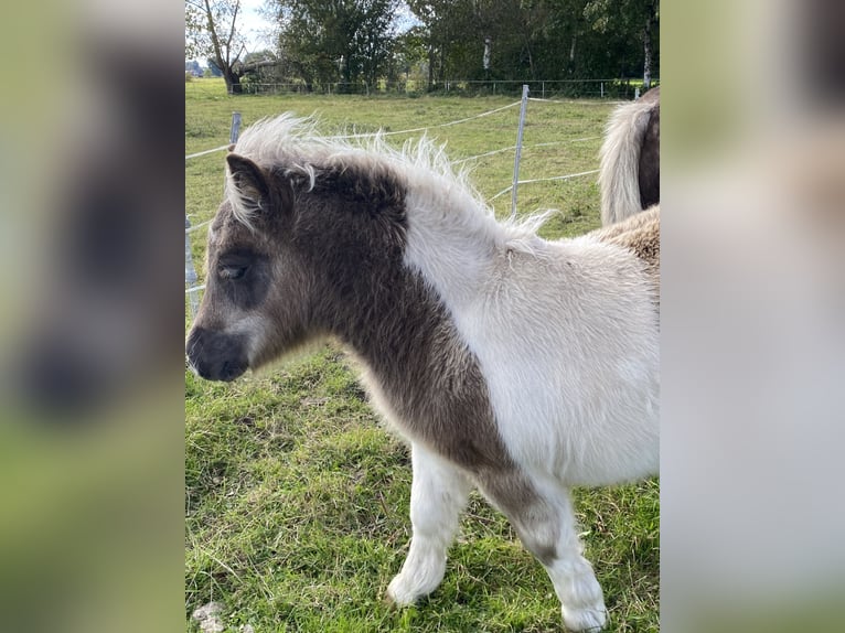 Poneys Shetland Étalon Poulain (06/2024) 95 cm Pinto in Varel