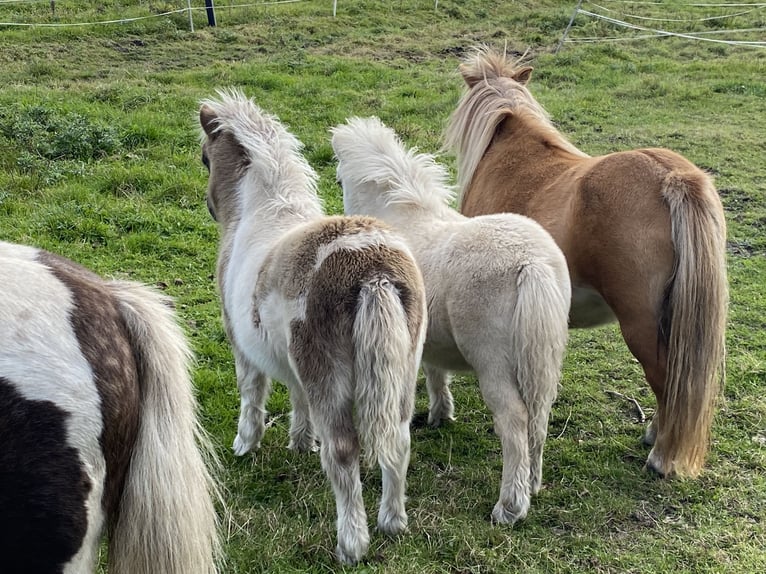 Poneys Shetland Étalon Poulain (06/2024) 95 cm Pinto in Varel