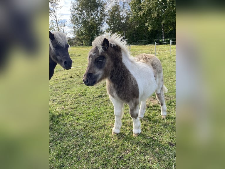 Poneys Shetland Étalon Poulain (06/2024) 95 cm Pinto in Varel