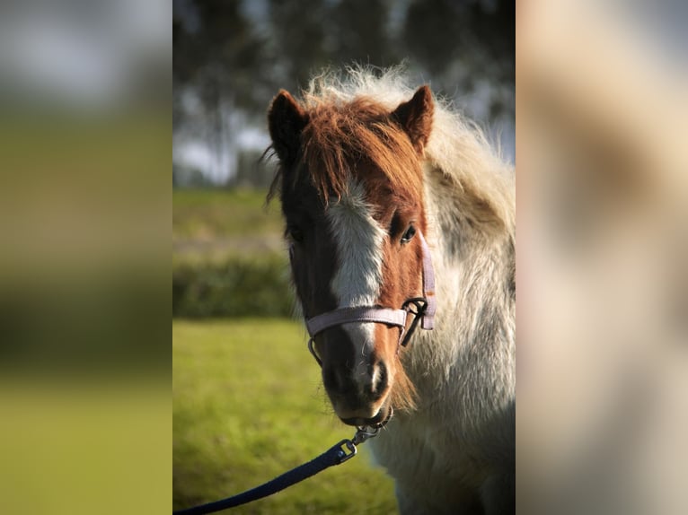 Poneys Shetland Étalon Poulain (05/2024) 95 cm Pinto in Rockanje