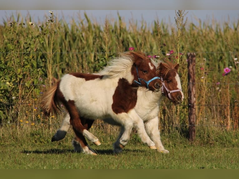 Poneys Shetland Étalon Poulain (05/2024) 95 cm Pinto in Rockanje