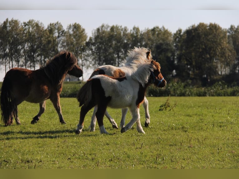 Poneys Shetland Étalon Poulain (05/2024) 95 cm Pinto in Rockanje