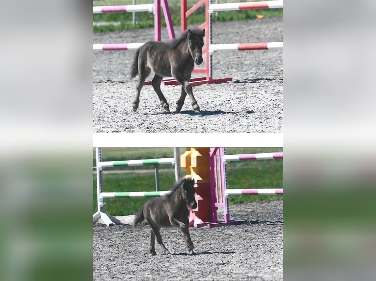Poneys Shetland Étalon Poulain (04/2025) 99 cm Noir in Rutesheim