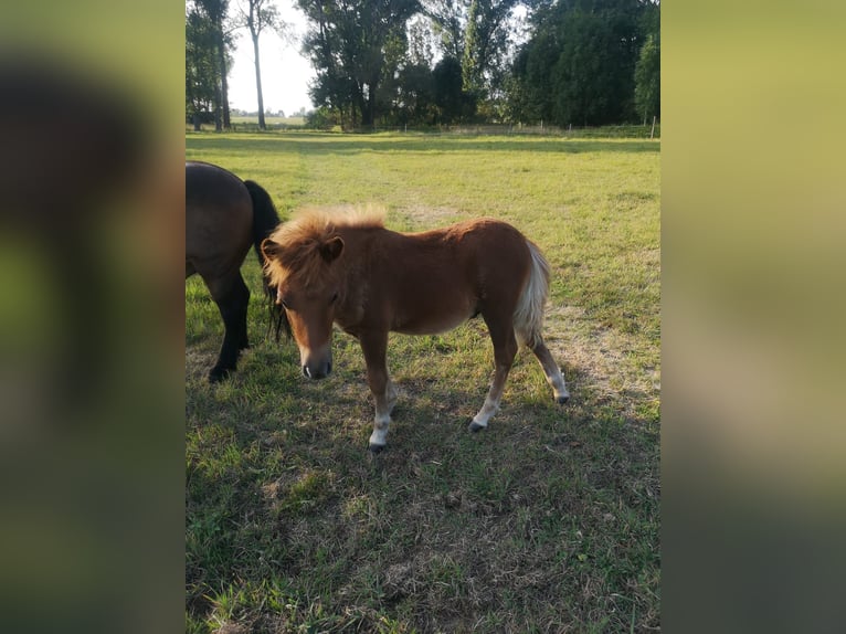 Poneys Shetland Étalon Poulain (05/2024) Alezan in Wittichenau