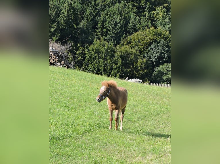 Poneys Shetland Étalon Poulain (04/2025) Alezan in Stroheim
