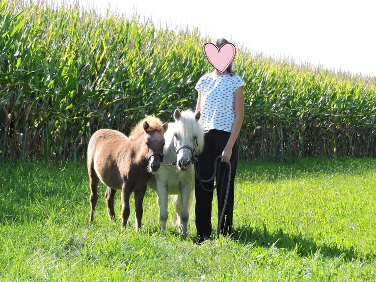 Poneys Shetland Étalon Poulain (04/2025) Alezan in Stroheim