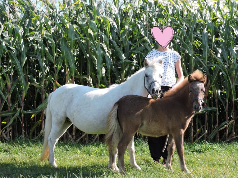 Poneys Shetland Étalon Poulain (04/2025) Alezan in Stroheim