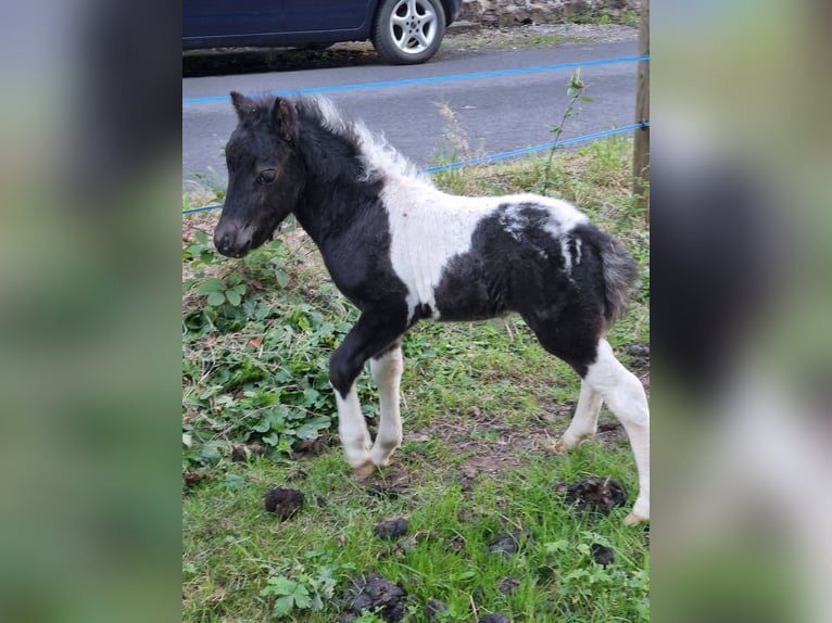 Poneys Shetland Étalon Poulain (04/2024) in Hörselberg-Hainich