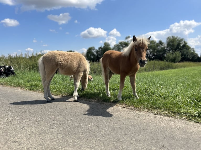 Poneys Shetland Étalon  in Friedberg