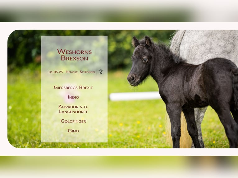 Poneys Shetland Étalon  Gris noir in Westerstede