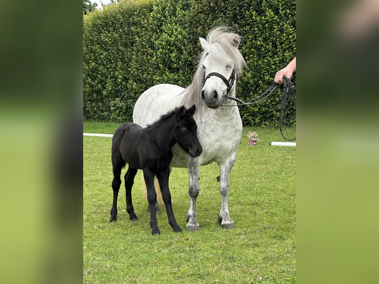 Poneys Shetland Étalon  Gris noir in Westerstede