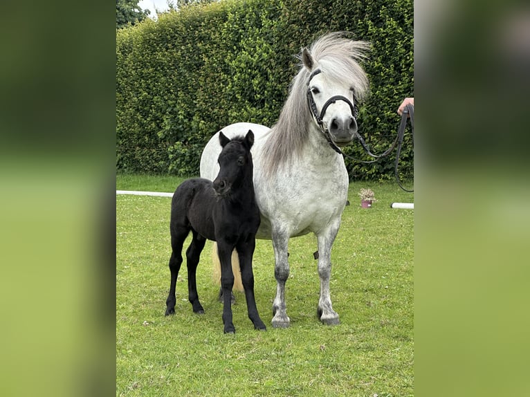 Poneys Shetland Étalon  Gris noir in Westerstede