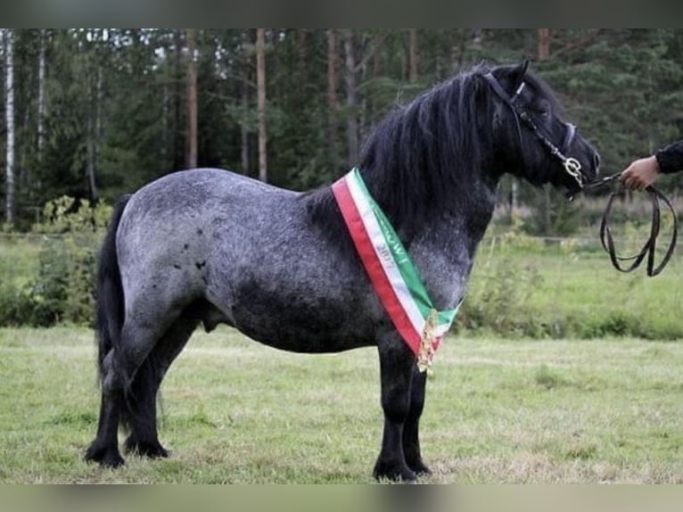 Poneys Shetland Étalon Poulain (06/2026) Noir in Groß Wokern