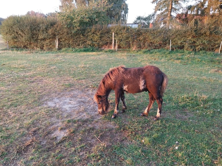 Poneys Shetland Étalon Poulain (05/2024) Noir in Rochau