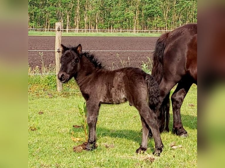 Poneys Shetland Étalon Poulain (05/2024) Noir in Eesergroen