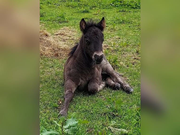 Poneys Shetland Étalon Poulain (05/2024) Noir in Eesergroen