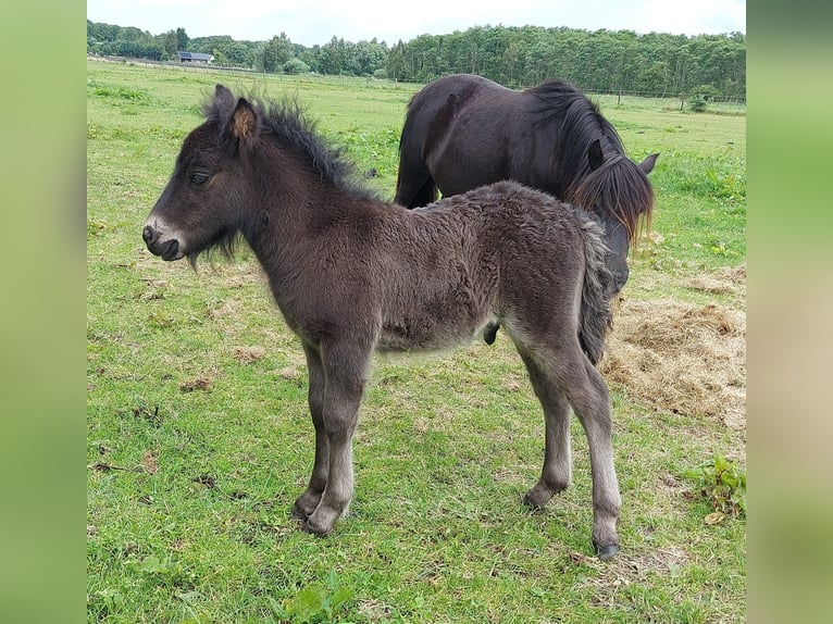 Poneys Shetland Étalon Poulain (05/2024) Noir in Eesergroen