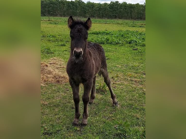 Poneys Shetland Étalon Poulain (05/2024) Noir in Eesergroen