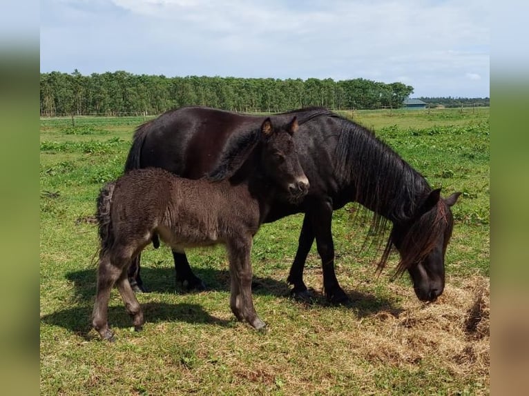 Poneys Shetland Étalon Poulain (05/2024) Noir in Eesergroen