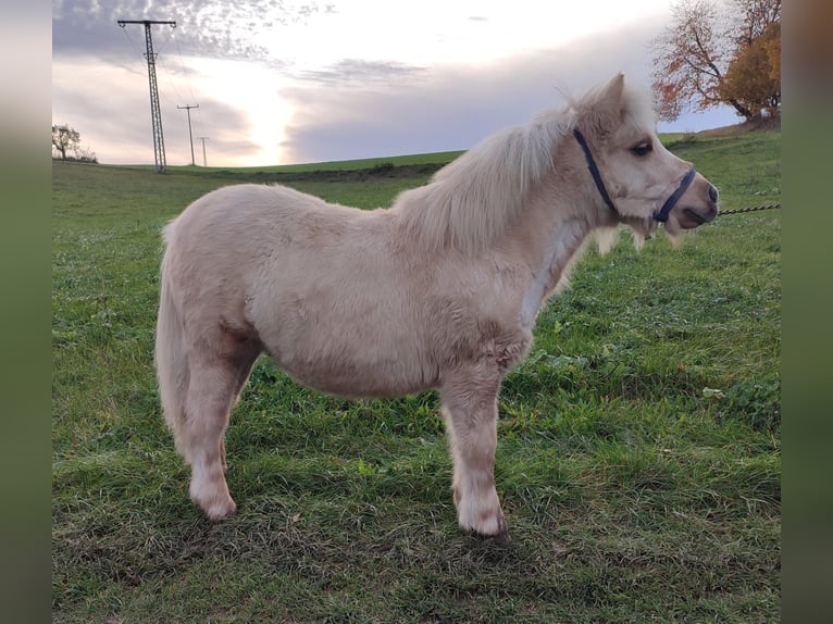 Poneys Shetland Étalon Poulain (03/2025) Palomino in Oberschöna