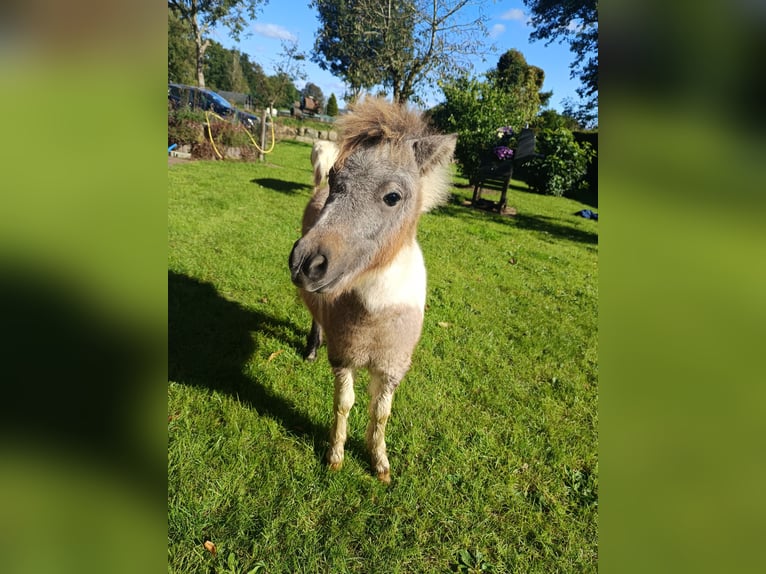 Poneys Shetland Étalon Poulain (04/2024) Peut devenir gris in hohenlockstedt