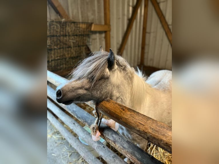 Poneys Shetland Étalon Poulain (04/2024) Peut devenir gris in hohenlockstedt