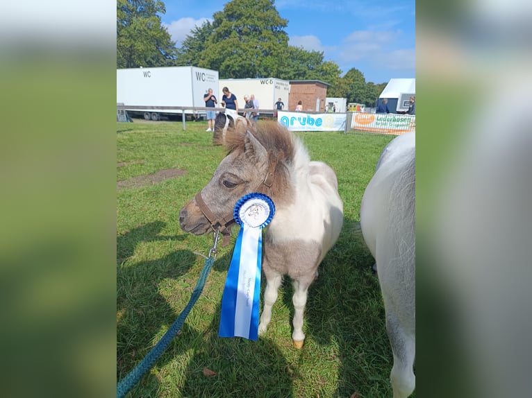 Poneys Shetland Étalon Poulain (04/2024) Peut devenir gris in hohenlockstedt