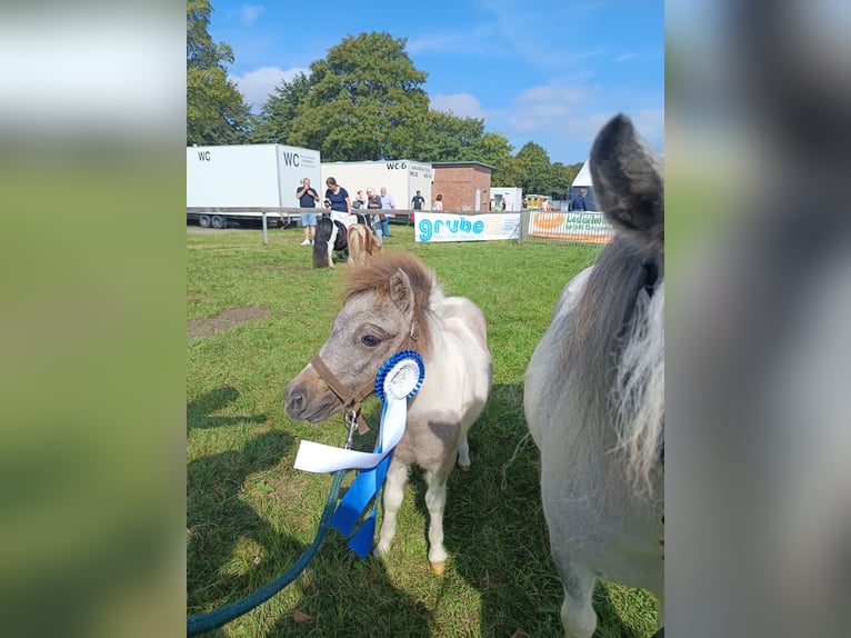 Poneys Shetland Étalon Poulain (04/2024) Peut devenir gris in hohenlockstedt