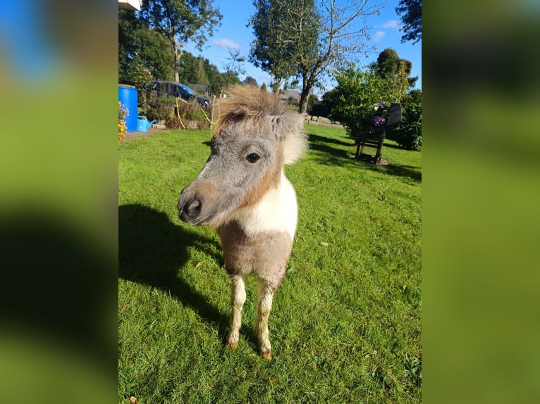 Poneys Shetland Étalon Poulain (04/2024) Peut devenir gris in hohenlockstedt