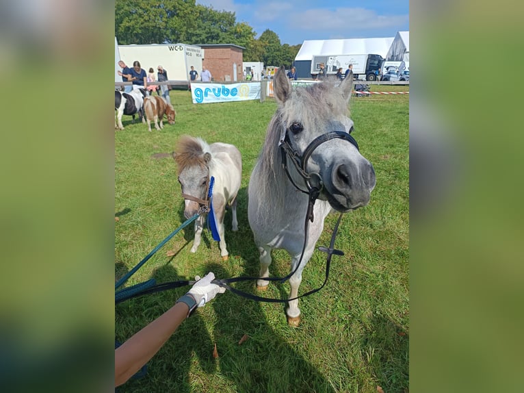 Poneys Shetland Étalon Poulain (04/2024) Peut devenir gris in hohenlockstedt