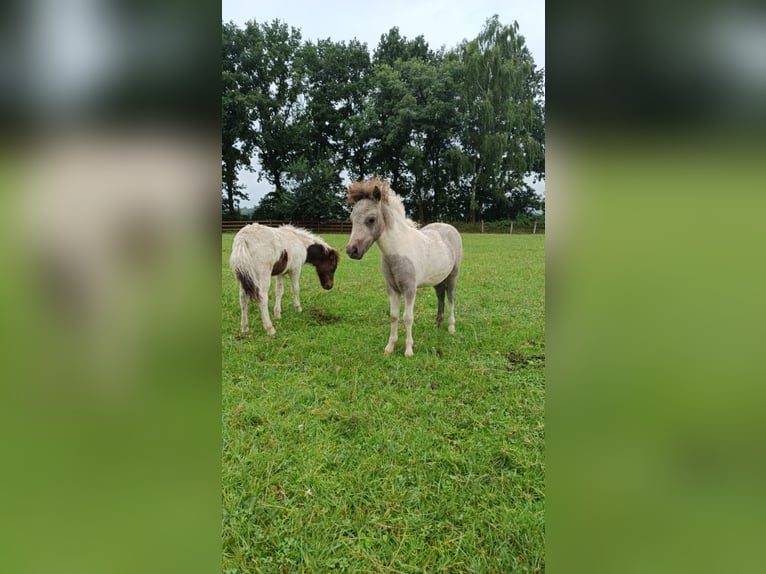 Poneys Shetland Étalon Poulain (04/2024) Peut devenir gris in hohenlockstedt