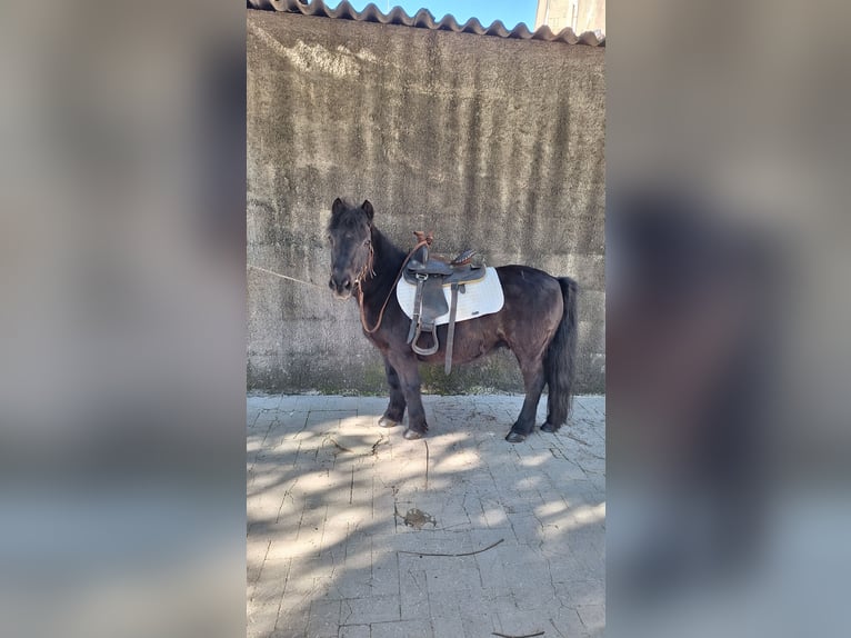 Poneys Shetland Hongre 10 Ans 110 cm Noir in Solarino