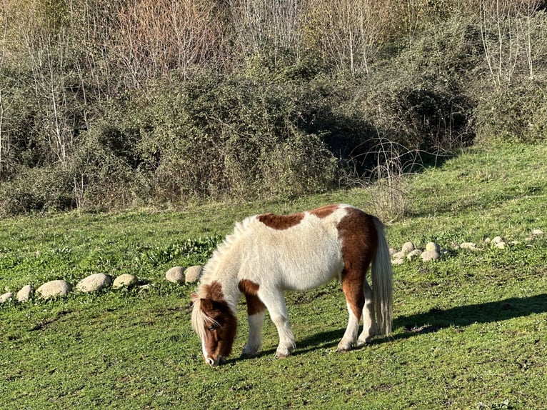 Poneys Shetland Hongre 10 Ans 110 cm Pinto in Candeleda
