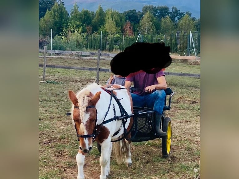 Poneys Shetland Hongre 10 Ans 110 cm Pinto in Candeleda