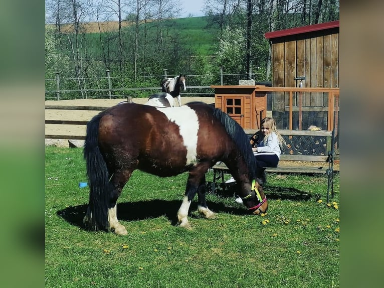 Poneys Shetland Hongre 10 Ans 113 cm Pinto in Kematen an der Ybbs