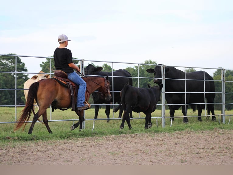 Poneys Shetland Hongre 10 Ans 117 cm Bai cerise in Slocum TX