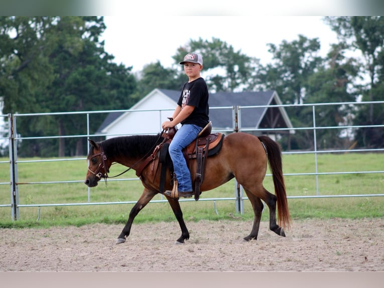 Poneys Shetland Hongre 10 Ans 117 cm Bai cerise in Slocum TX