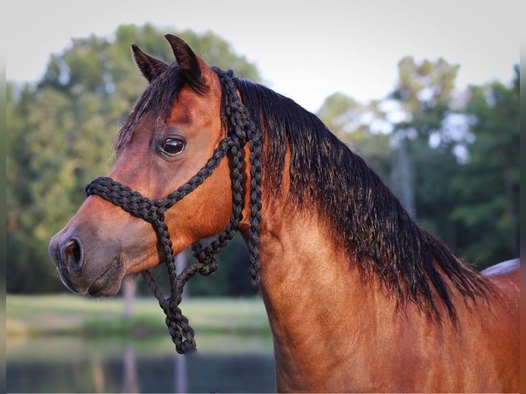 Poneys Shetland Hongre 10 Ans 117 cm Bai cerise in Slocum TX