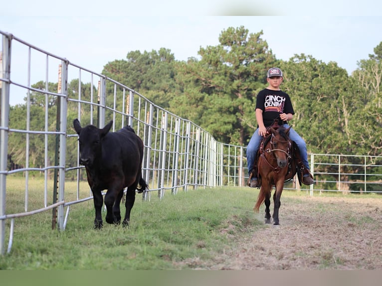 Poneys Shetland Hongre 10 Ans 117 cm Bai cerise in Slocum TX