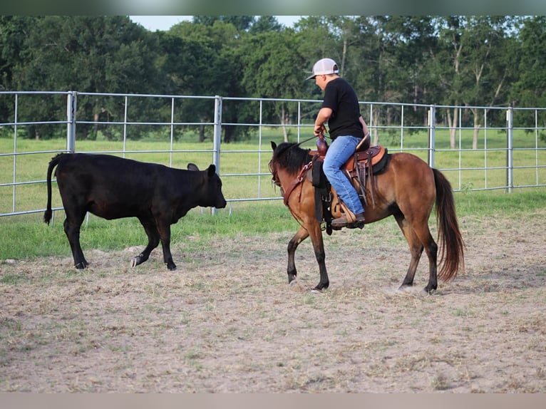 Poneys Shetland Hongre 10 Ans 117 cm Bai cerise in Slocum TX