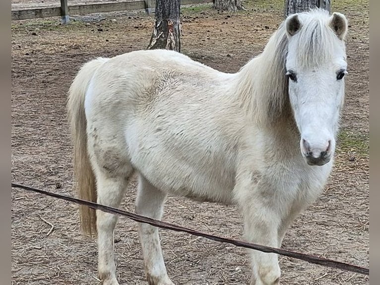 Poneys Shetland Hongre 10 Ans 125 cm Pinto in Gänserndorf