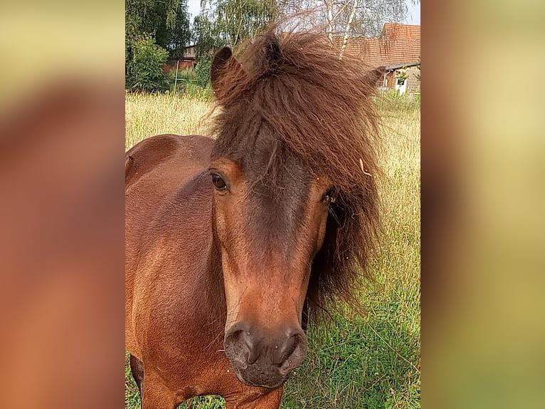 Poneys Shetland Hongre 10 Ans 91 cm Bai brun in Rahden