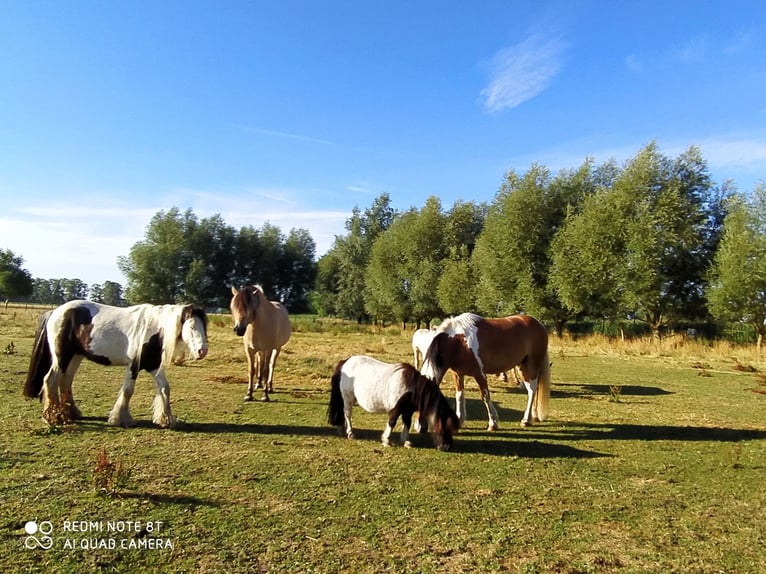 Poneys Shetland Hongre 10 Ans 91 cm Bai brun in Rahden