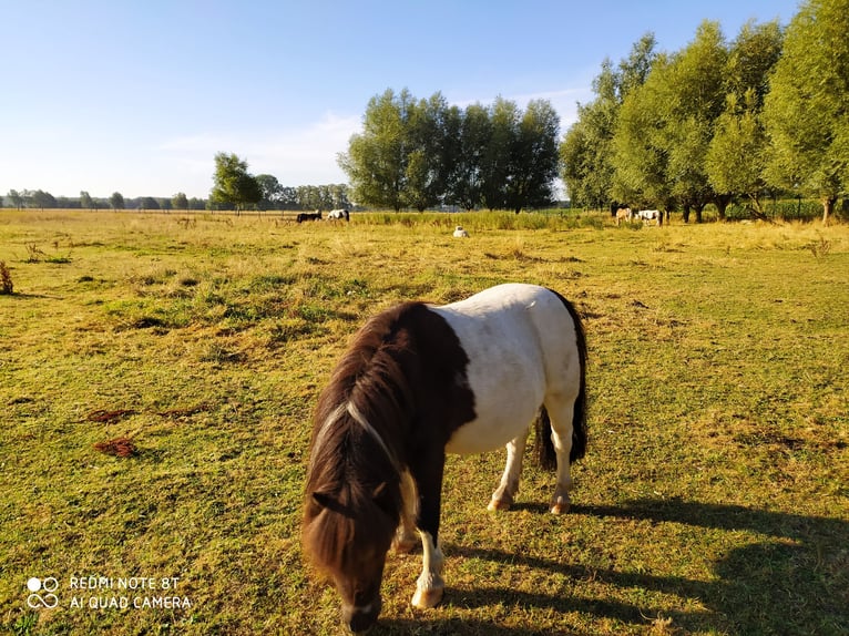 Poneys Shetland Hongre 10 Ans 91 cm Bai brun in Rahden