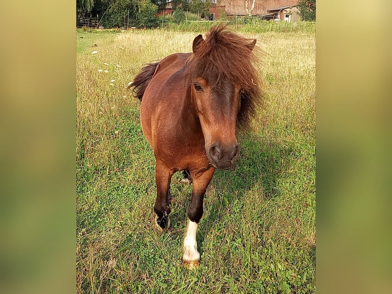 Poneys Shetland Hongre 10 Ans 91 cm Bai brun in Rahden